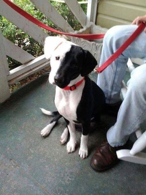 cute news tier hund

https://ch.pinterest.com/pin/3588874697678101/