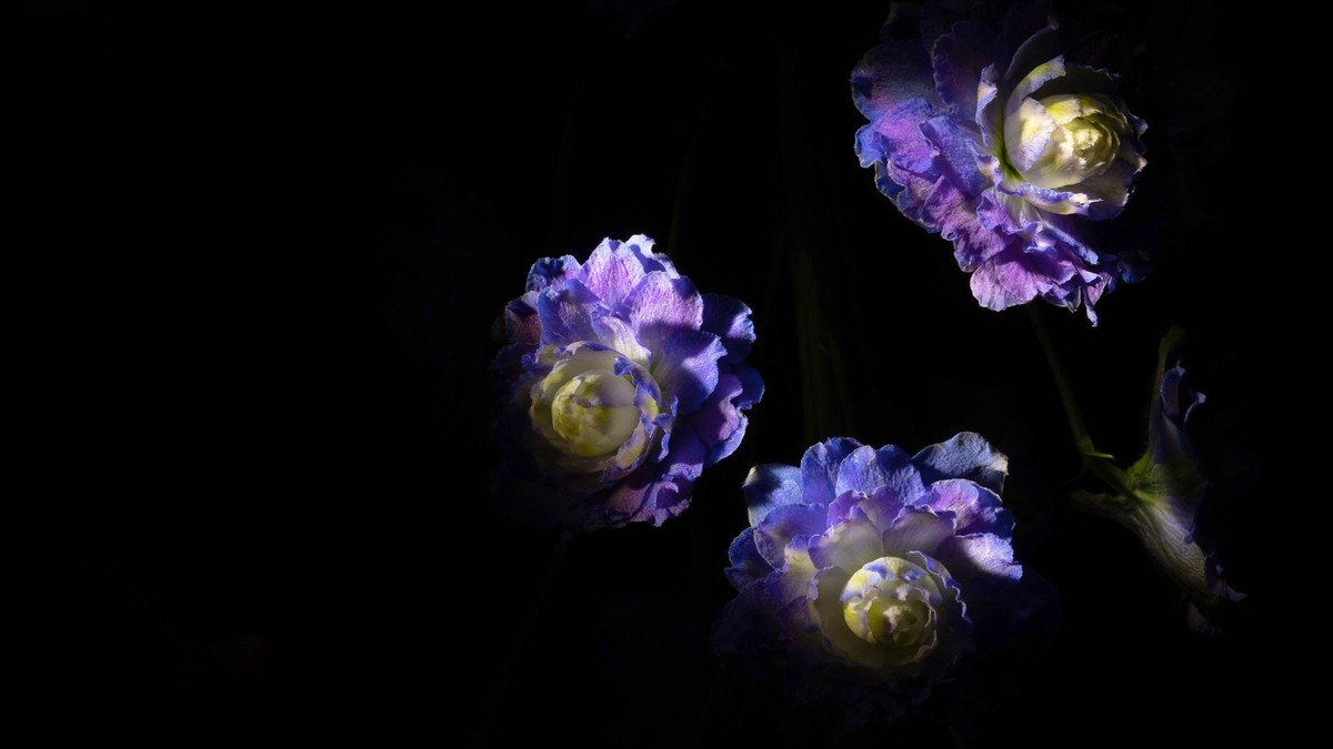 Hoher Garten-Rittersporn (Delphinium x cultorum)