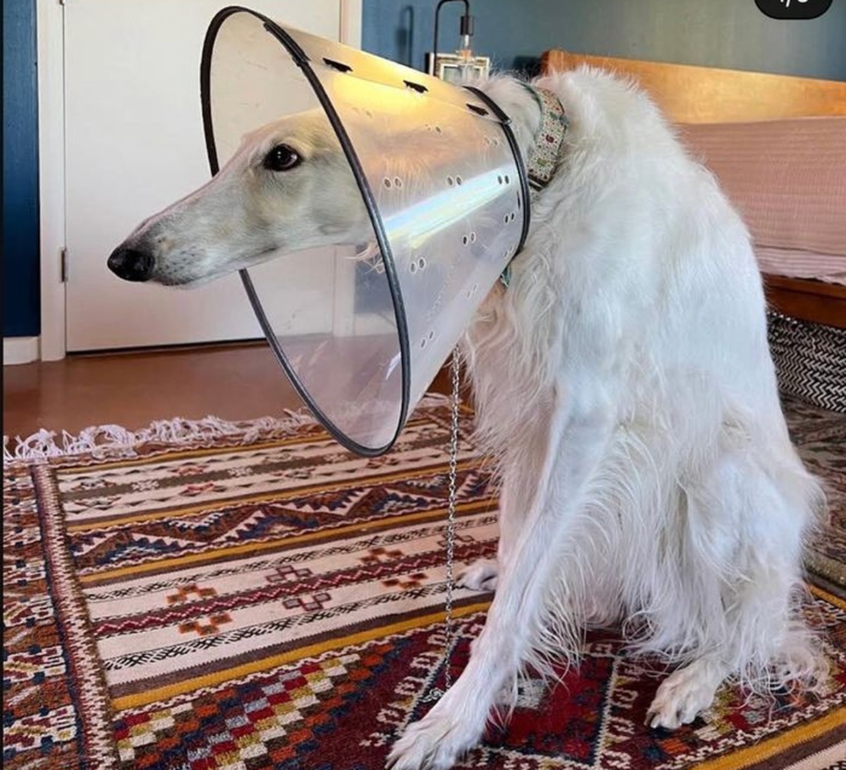 cute news tier hund

https://ch.pinterest.com/pin/38139928090095729/