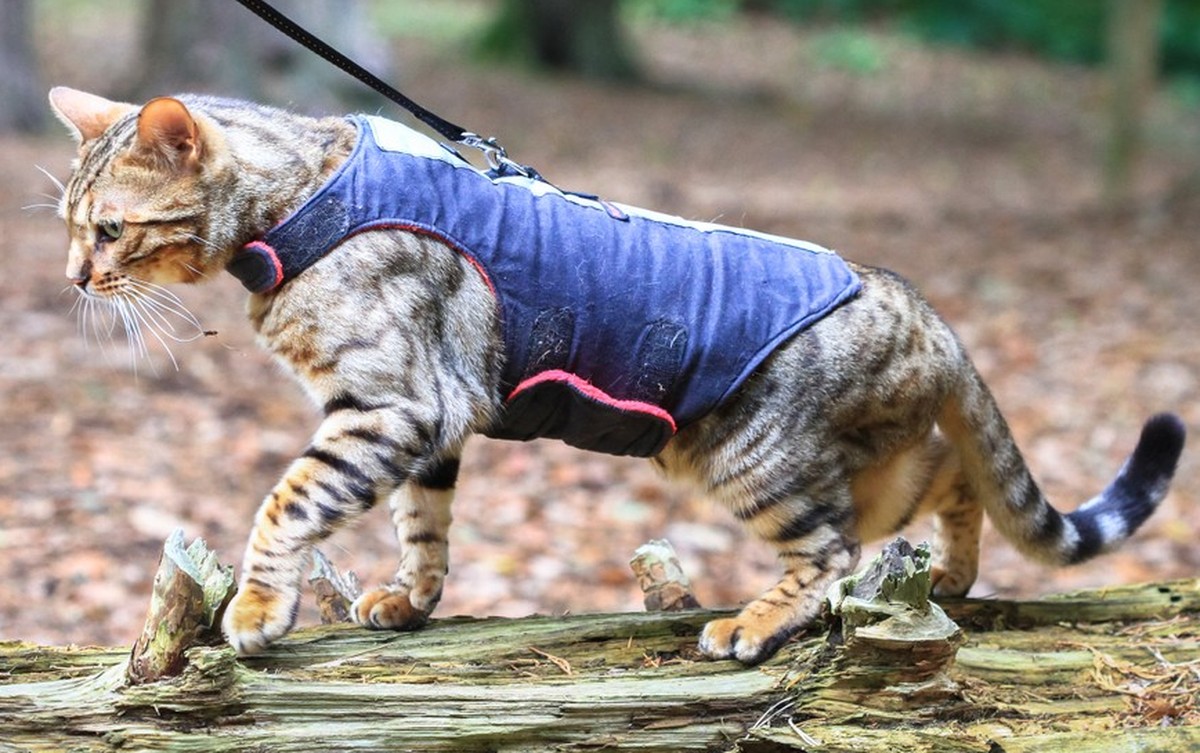 Mit einem solchen Geschirr ist ein Spaziergang mit Katzen an gewissen Orten in Australien noch erlaubt.
