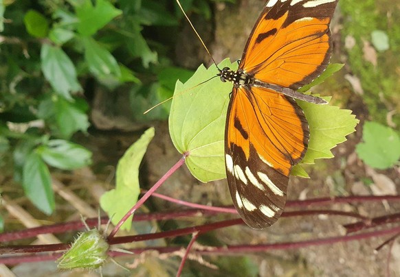 schmetterling cute news animal tier butterfly