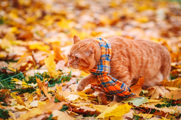 Schöne Katzen im Herbst mit viel Laub