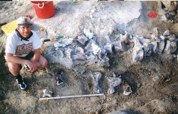 PHOTOGRAPH FROM THE EXCAVATIONS IN 1998, WITH THE BRACHIOSAUR FOOT BONES BELOW A TAIL OF A CAMARASAURUS. UNIVERSITY OF KANSAS EXPEDITION CREW MEMBER AS A SCALE. view more 

CREDIT: PHOTO COURTESY OF T ...