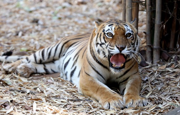 epa09048181 A Royal Bengal Tiger sits in its enclosure at the Van Vihar National Park in Bhopal, India, 03 March 2021. The World Wildlife Day is annually celebrated on 03 March. EPA/SANJEEV GUPTA