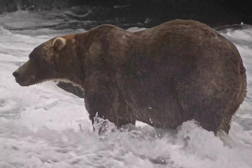 This image from video provided by explore.org shows a brown bear known as "Backpack," officially named Bear 89, wading through Brooks River on Sept. 8, 2026, in the Katmai National Park and  ...