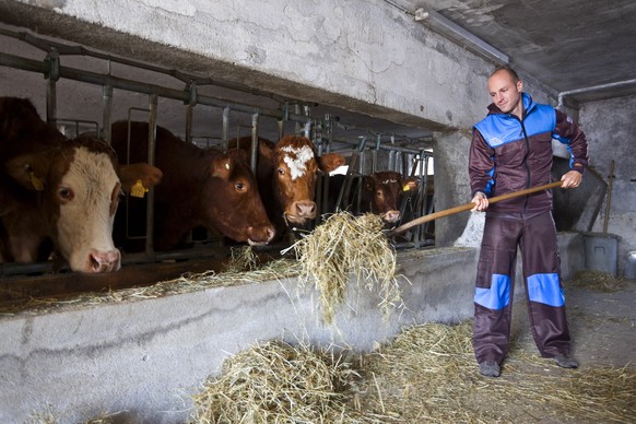 An alternative civilian service personnel feeds the cows on the farm of the special education center in Koeniz in the canton of Berne, Switzerland, on the occasion of a fotoshooting of the new, option ...