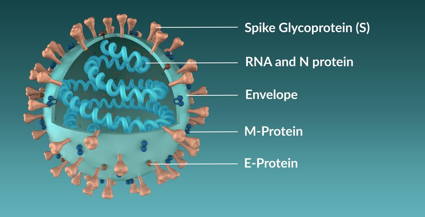 Die Struktur des Sars-Cov2-Virus mit dem Spike-Protein (S).