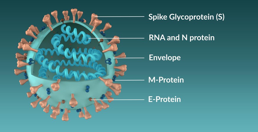 Structure of the SARS-CoV-2 coronavirus molecule in full and in section. 3D Render, 3D Illustration