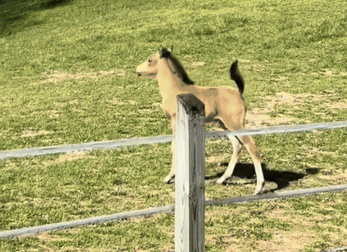 Animiertes GIF