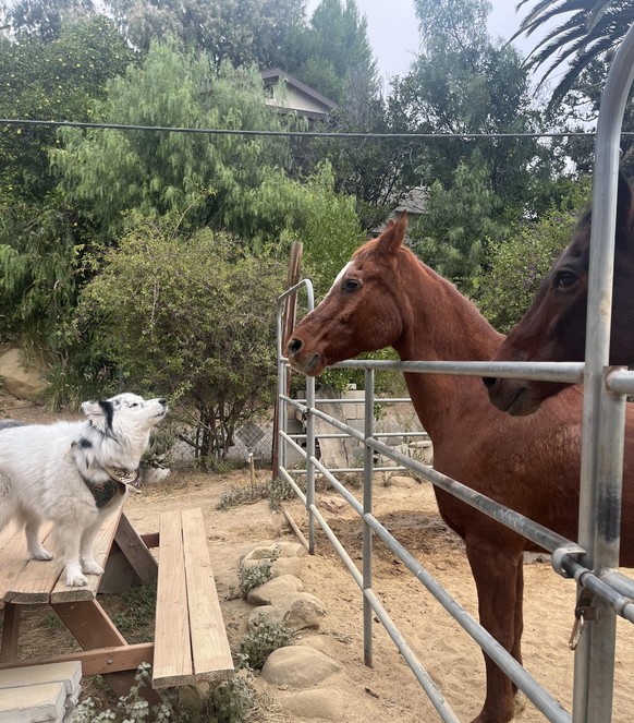 nice news animal horse dog https://www.reddit.com/r/rarepuppers/comments/17qbh3r/we_went_on_a_road_trip_this_weekend_and_shes/