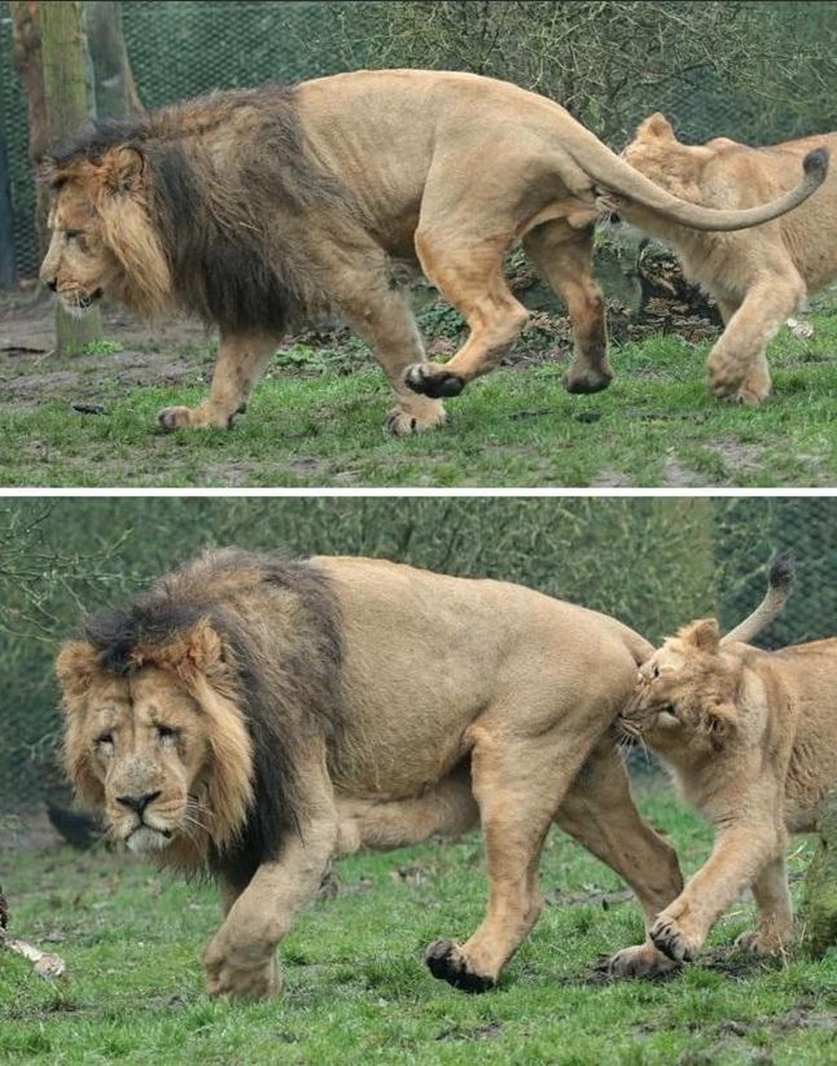 Löwen