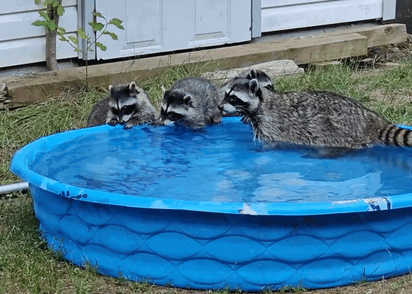 Animiertes GIF
