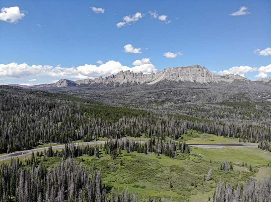 Vom Bergkieferkäfer befallene Wälder am Togwotee Pass in Wyoming.