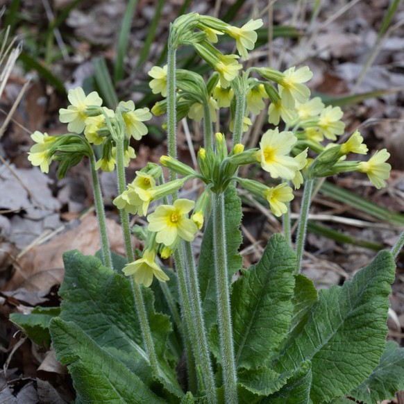 Wald-Schlüsselblume (Primula elatior ssp. elatior)