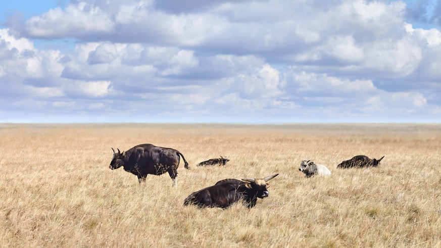 Largest of the wild oxen Gayal in grasslands of virgin steppes. Wild nature background