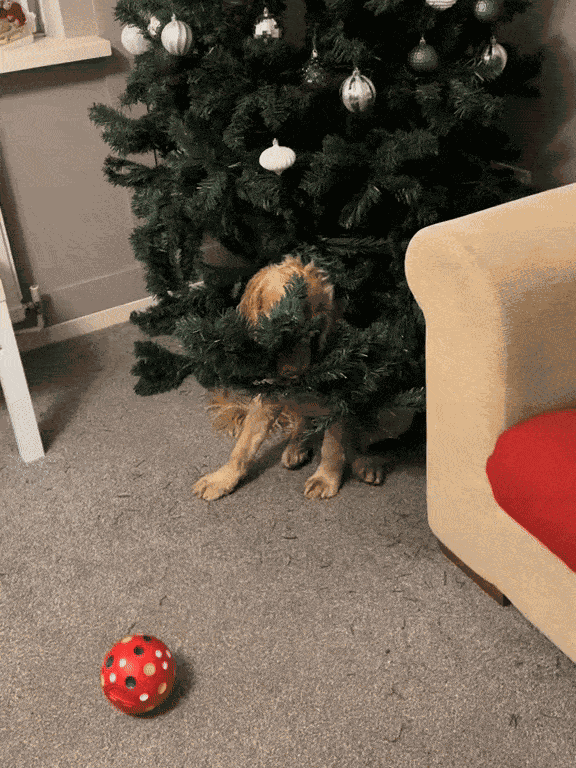 Animiertes GIF