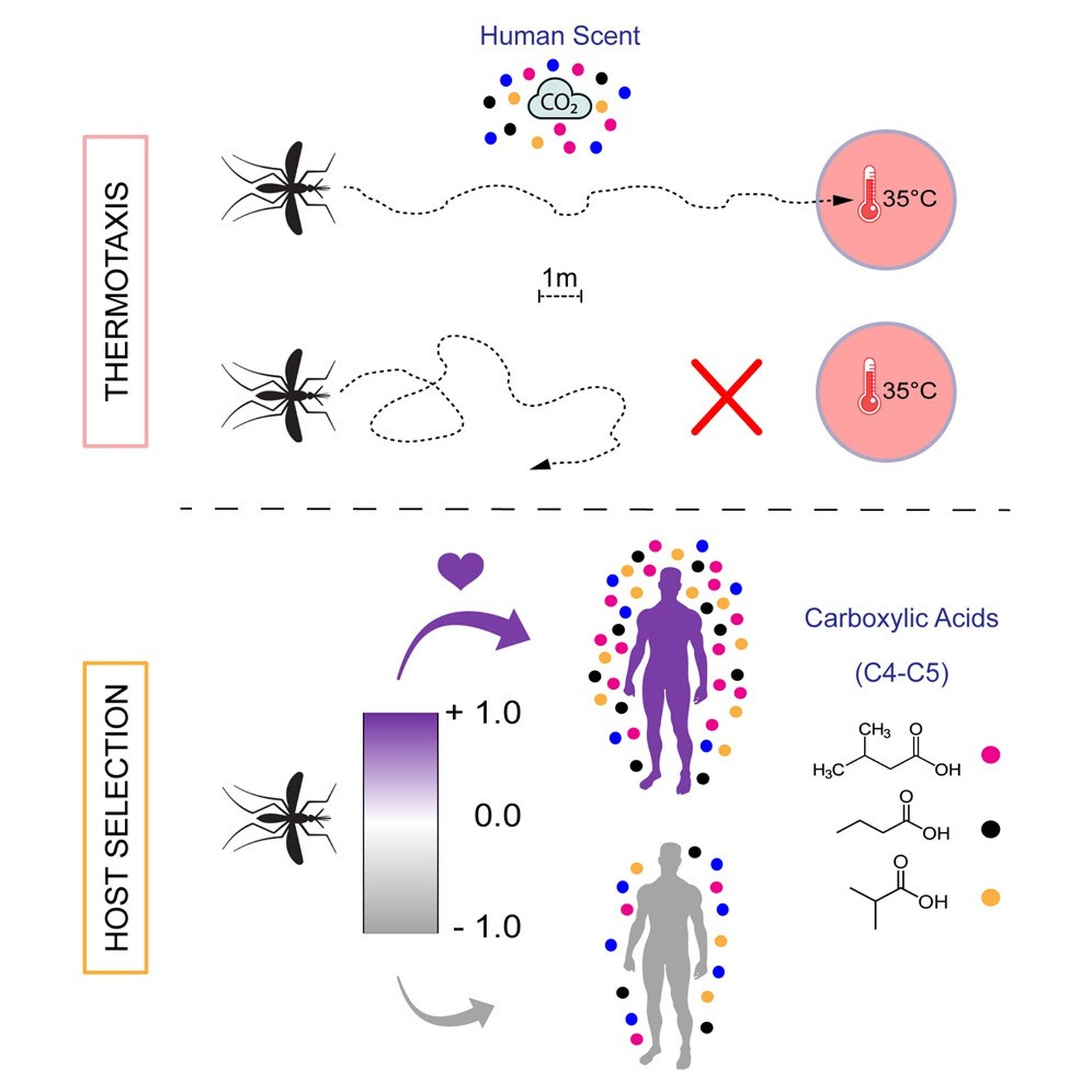 Experiment mit Mücken
https://www.cell.com/current-biology/fulltext/S0960-9822(23)00532-8