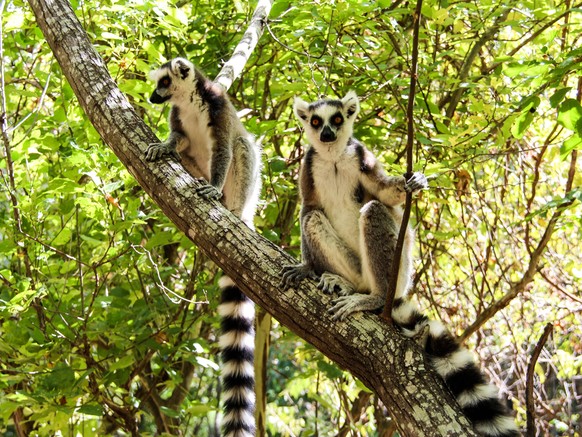 Lemuren auf Madagaskar