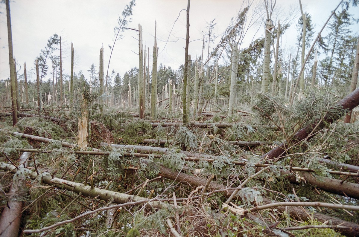ARCHIV - ZUM 20. JAHRESTAG DES STURMS LOTHAR AM DONNERSTAG, 26. DEZEMBER 2019, STELLEN WIR IHNEN FOLGENDES BILDMATERIAL ZUR VERFUEGUNG - Umgeknickte Baeume am 27. Dezember 1999 im Wald bei Binz, Kanto ...