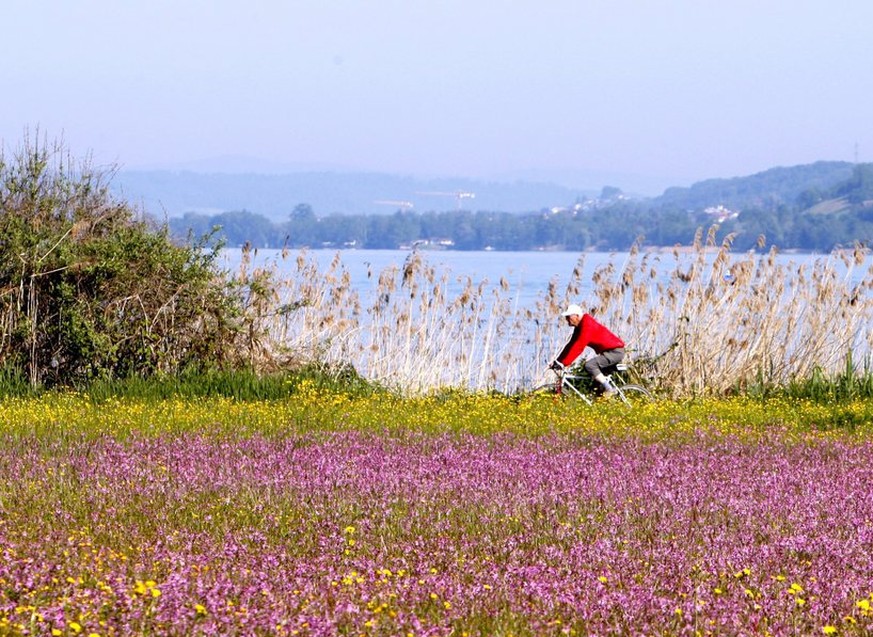 Ein Velofahrer faehrt am Pfingstmontag, 24 Mai 2010 am Sempachersee an einer Wiese mit Kuckucksnelken vorbei. (KEYSTONE/Sigi Tischler)

A man on a bycicle passes a flowering meadow on a sunny day at t ...