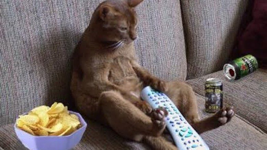 Katze hockt faul vor dem Fernseher fernsehen tv
