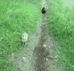 Animiertes GIF