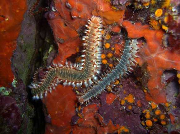 Bart-Feuerborstenwurm Hermodice carunculata Bart-Feuerborstenwurm Hermodice carunculata Copyright: xZoonar.com/ErichxTeisterx 22222763