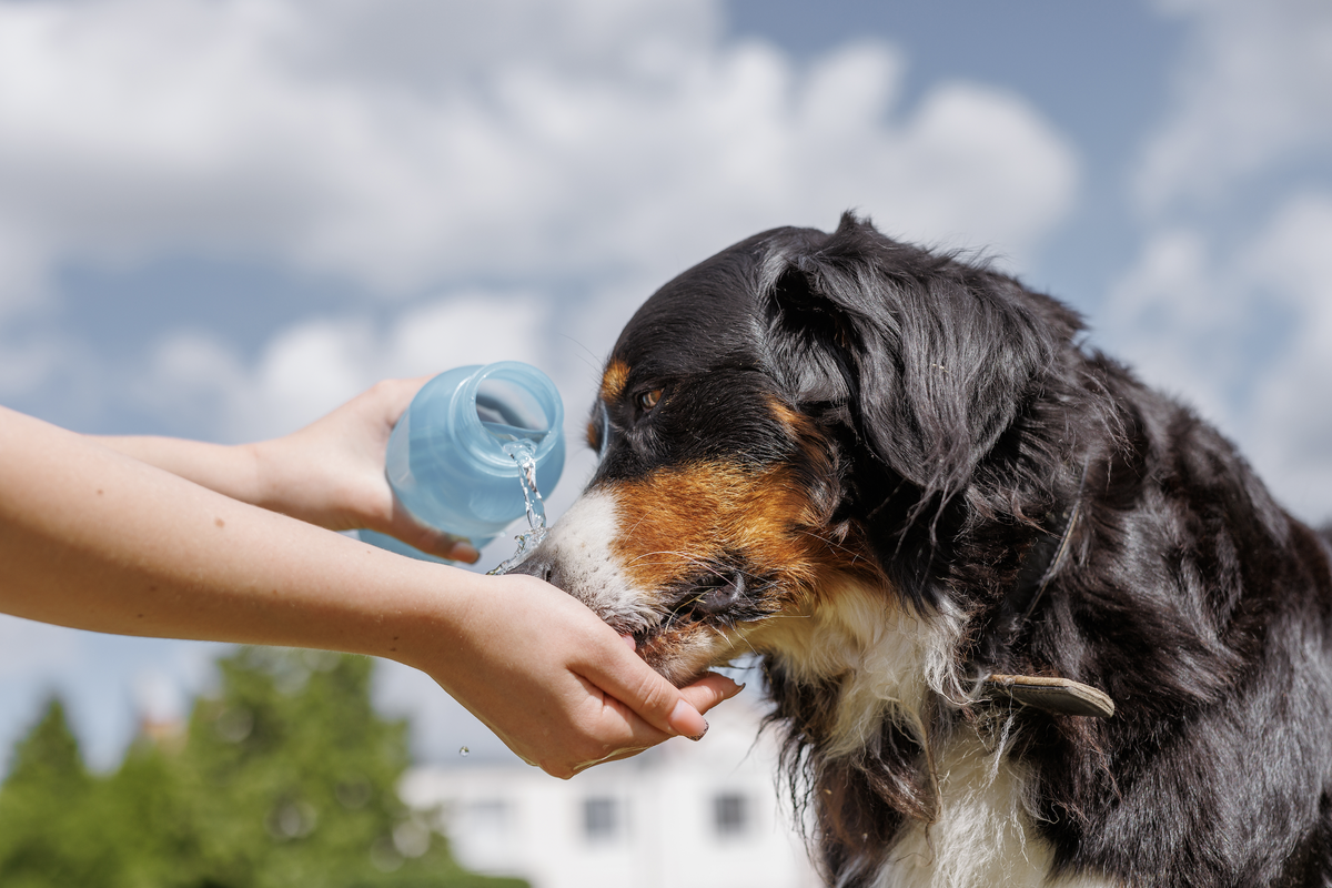 Hunde leiden stark unter Hitze. Ein Hitzestau wird schnell lebensgefährlich.