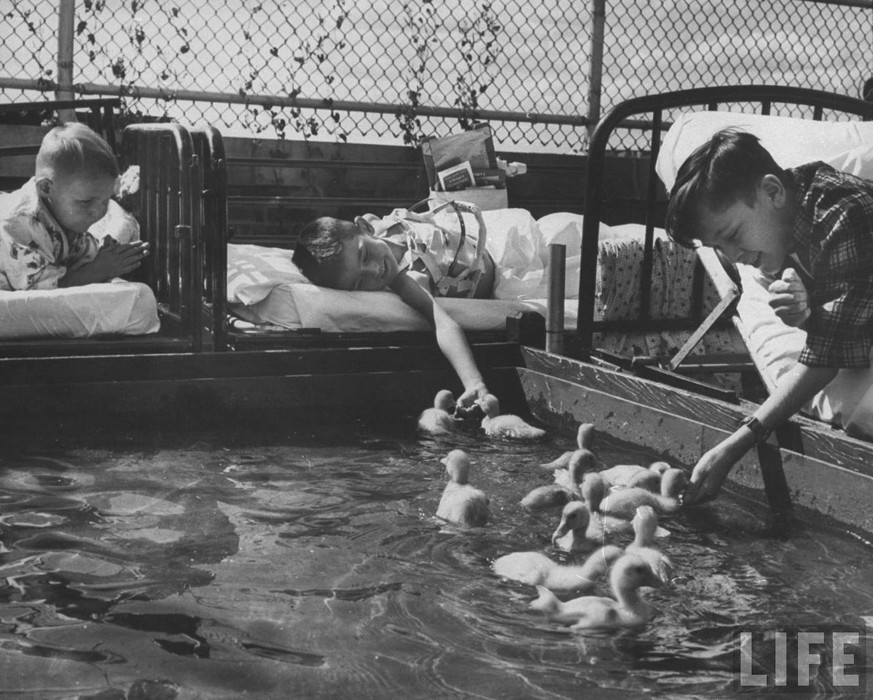 Vintage-Fotografien von Kindern und Tieren in einem Krankenhaus in Michigan, das die Therapie durch Tiere fördert
04. Mai 2020 1950er Jahre, Tiere, Kinder &amp; Jugend, Medizin, Michigan 
Im September ...