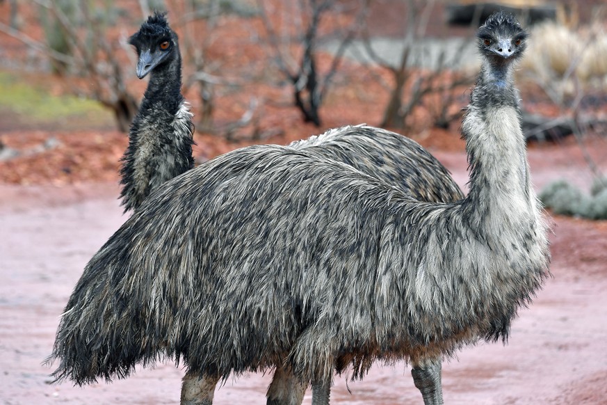 Emus in der neuen Australien-Anlage.