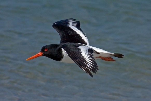 cute news tier vogel austernfischer