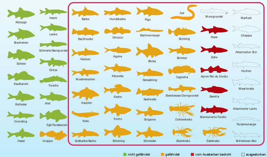 Fische Biodiversität