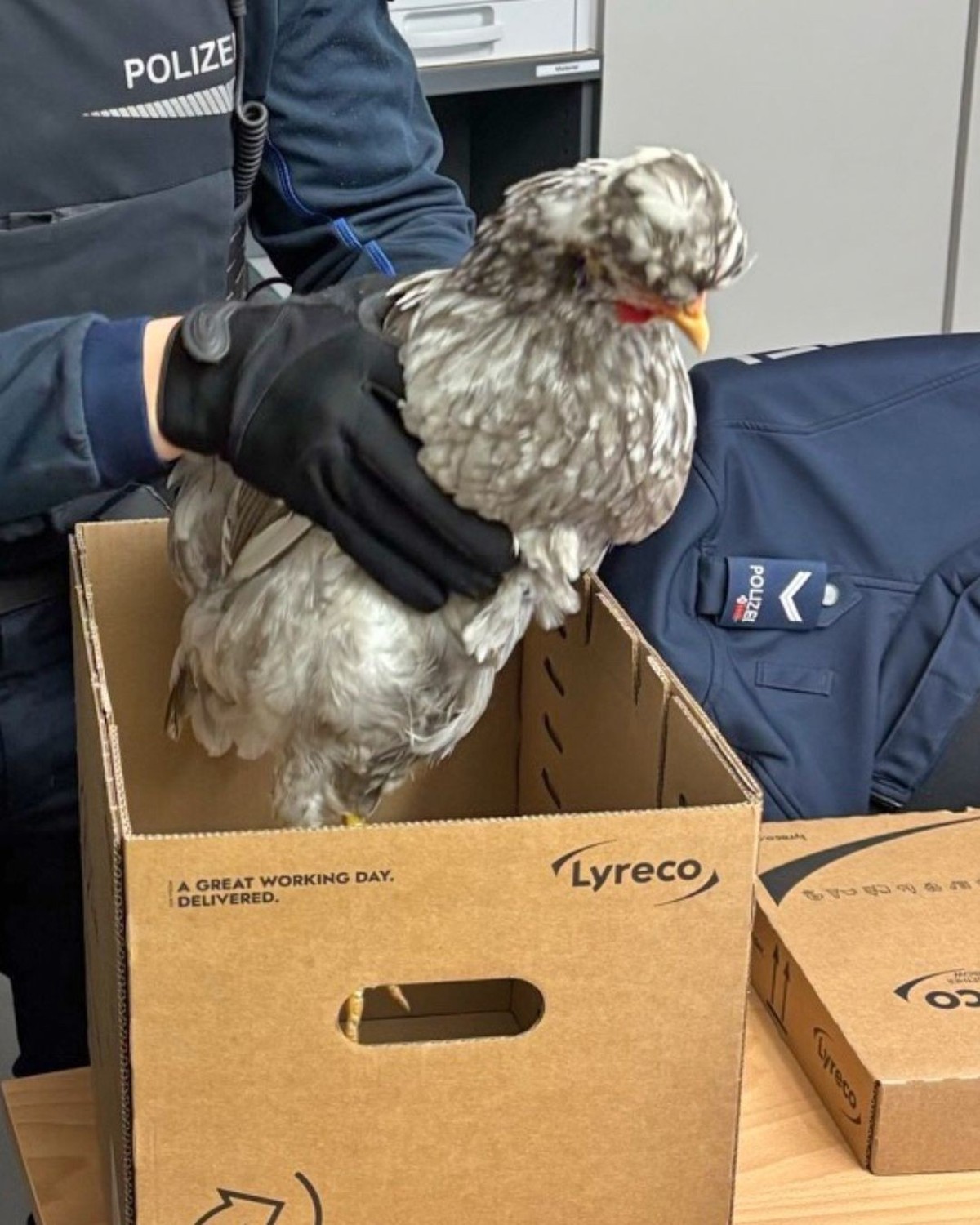 Une poule dans un train Thurbo