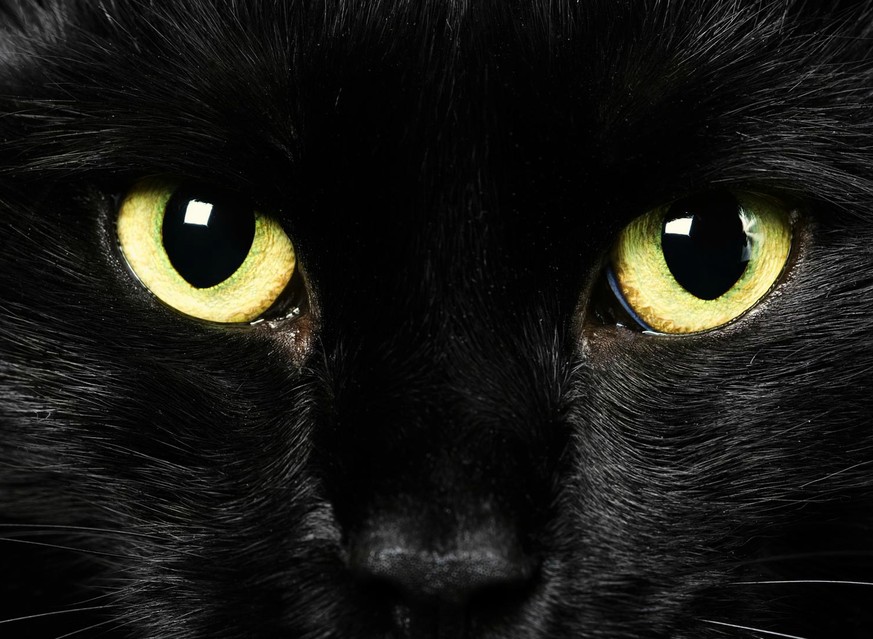 Von wegen Unglück: Diese schwarzen Katzen machen sogar sehr glücklich