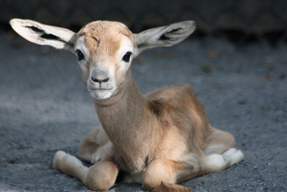 1 RÃ¤tsel + 24 Tierbilder, damit der Freitag schneller vorÃ¼bergeht. WER IST DABEI?
... hier noch ein sÃ¼sses Bild einer Baby-Gazze: