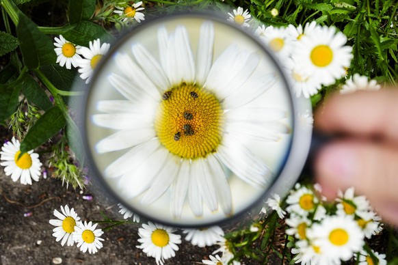 Adrain Hirschmueller of the environment organization Nature And Biodiversity Conservation Union, or NABU, shows the counting of beetles on a flower through a magnifying glass during a meeting with The ...