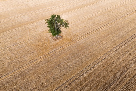 KEYPIX - epa13149705 A tree stands in a harvested wheat field in north of the city centre of Frankfurt am Main, Germany, 04 August 2026. Agriculture has been heavily affected by severe drought caused  ...