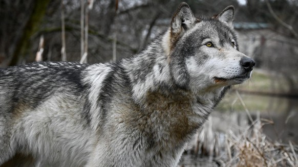 cute news tier wolf

https://imgur.com/gallery/wolf-photography-seminar-wolf-park-c4a0RJB#/t/wolf