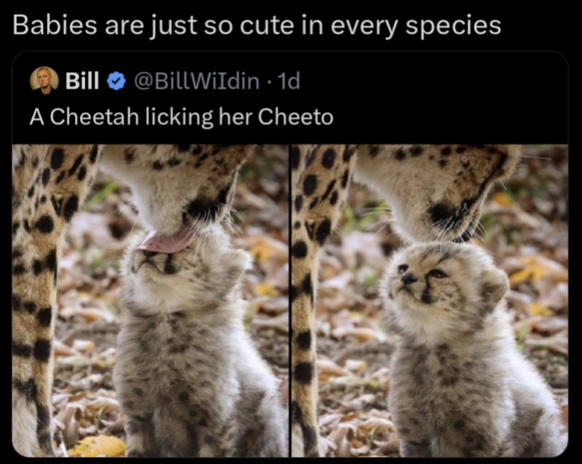 Cute News: Cheetah