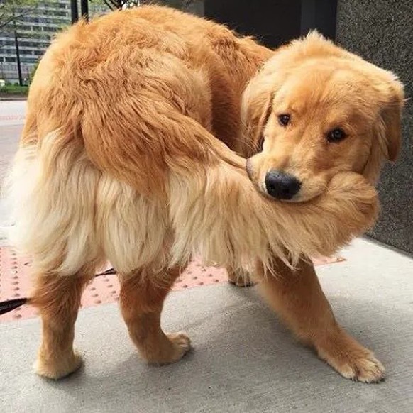 cute news tier hund

https://ch.pinterest.com/pin/1121888957216474004/