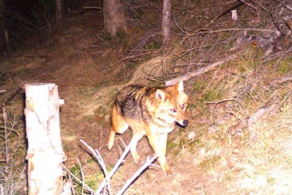 HANDOUT - Ein Goldschakal tappt in eine Fotofalle, in der Surselva im Buendner Oberland, am 27. Dezember 2015. In Graubuenden ist erstmals das Auftreten eines Goldschakals nachgewiesen worden, wenn au ...