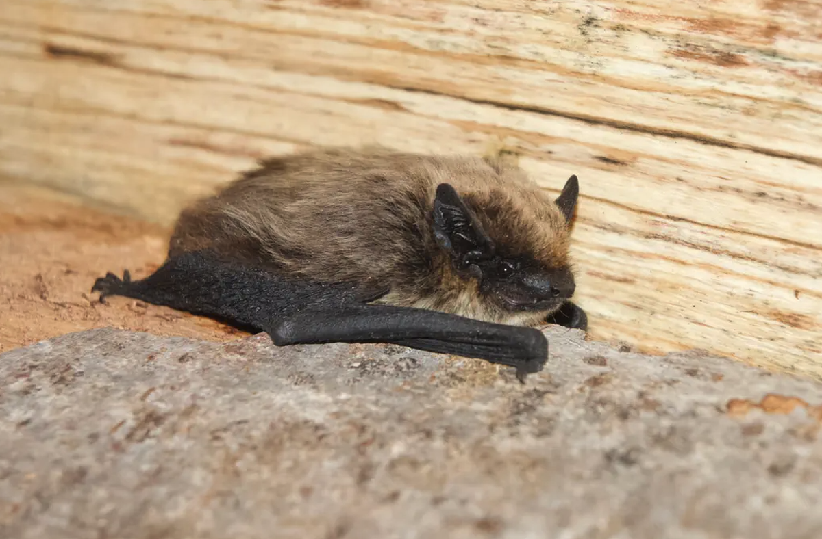 Alpenfledermaus