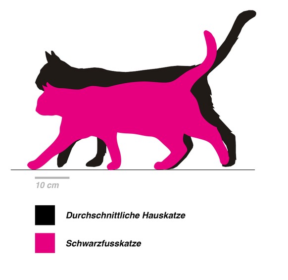 Grössenvergleich Katzen (Hauskatze - Schwarzpfotenkatze)
