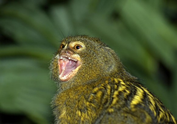 Cebuella pygmaea Zwergseidenäffchen