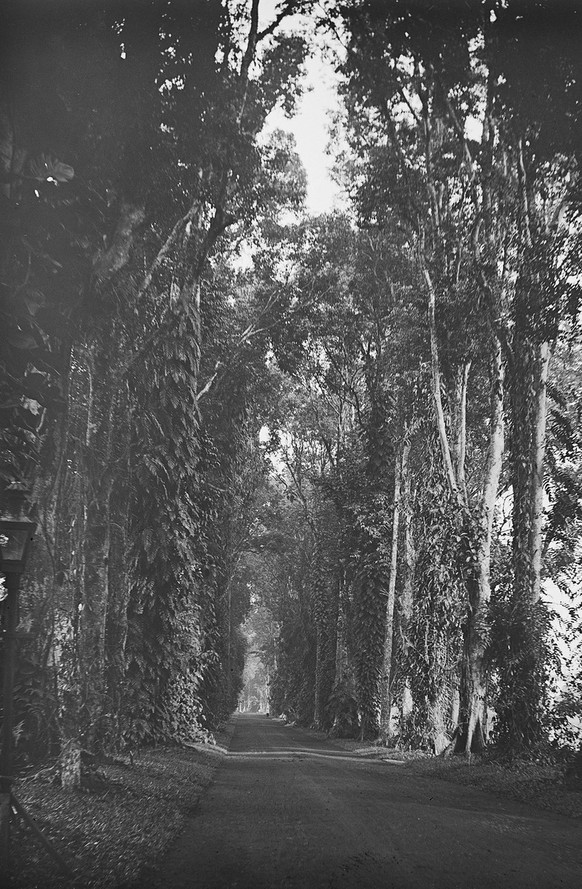 «Canariumallee im Botanischen Garten von Buitenzorg». Fotografie von Carl Schröter, 1898.
http://doi.org/10.3932/ethz-a-000069599