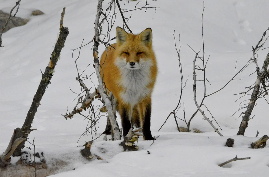 Die schönsten Tierbilder: Fuchs