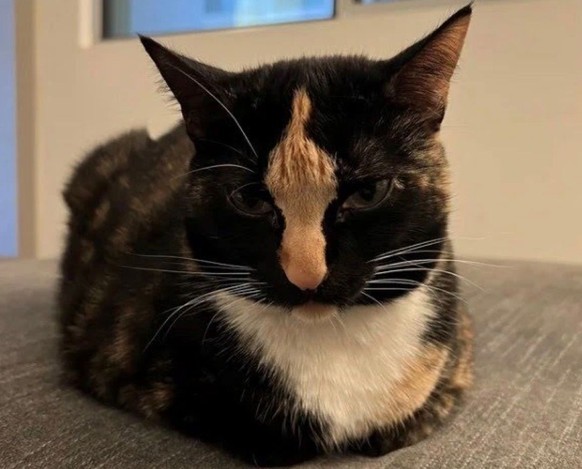 cute news tier katze

https://www.instagram.com/p/DMuCt85OTnc/