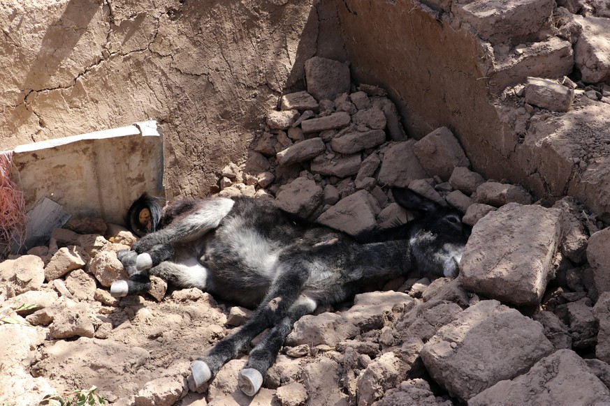 The body of a donkey is seen after an earthquake in Zenda Jan district in Herat province, of western Afghanistan, Sunday, Oct. 8, 2023. Powerful earthquakes killed at least 2,000 people in western Afg ...