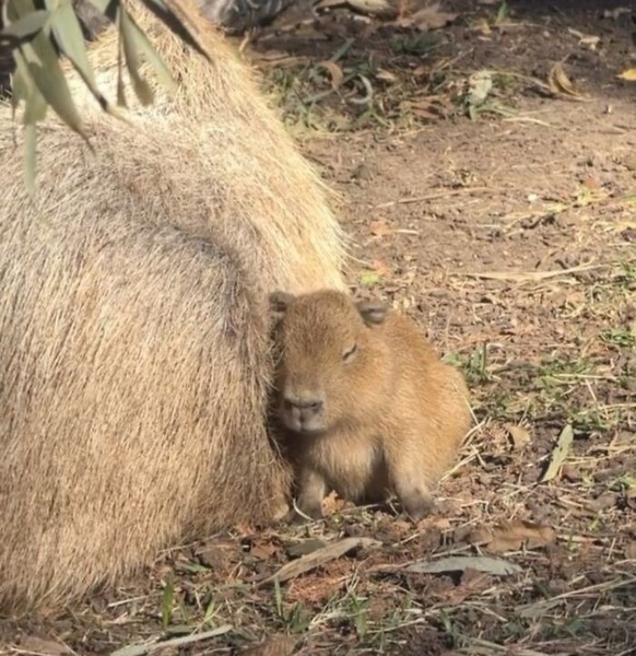 Capybara