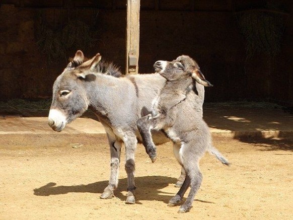 cute news tier esel

https://ch.pinterest.com/pin/1121888957201565225/